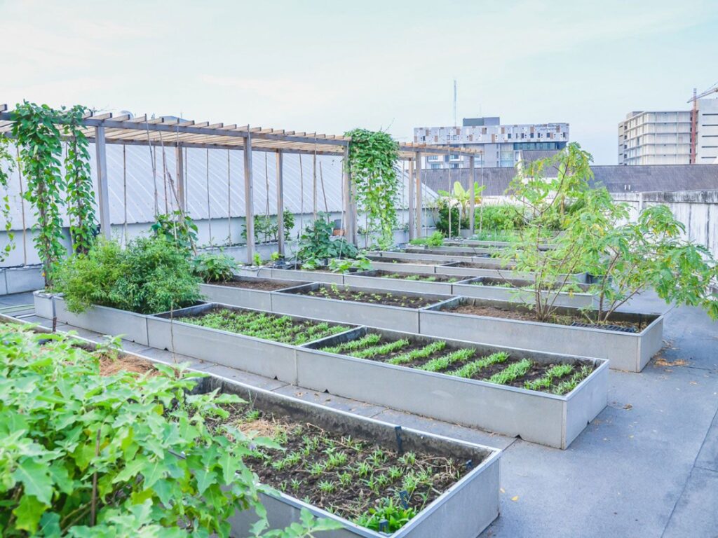 How To Get Start With Terrace Garden, How To Start A Terrace Vegetable Garden